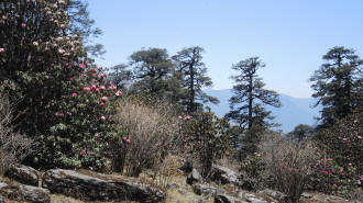 Rhododendren im sndlichen Khumbu, Nepal